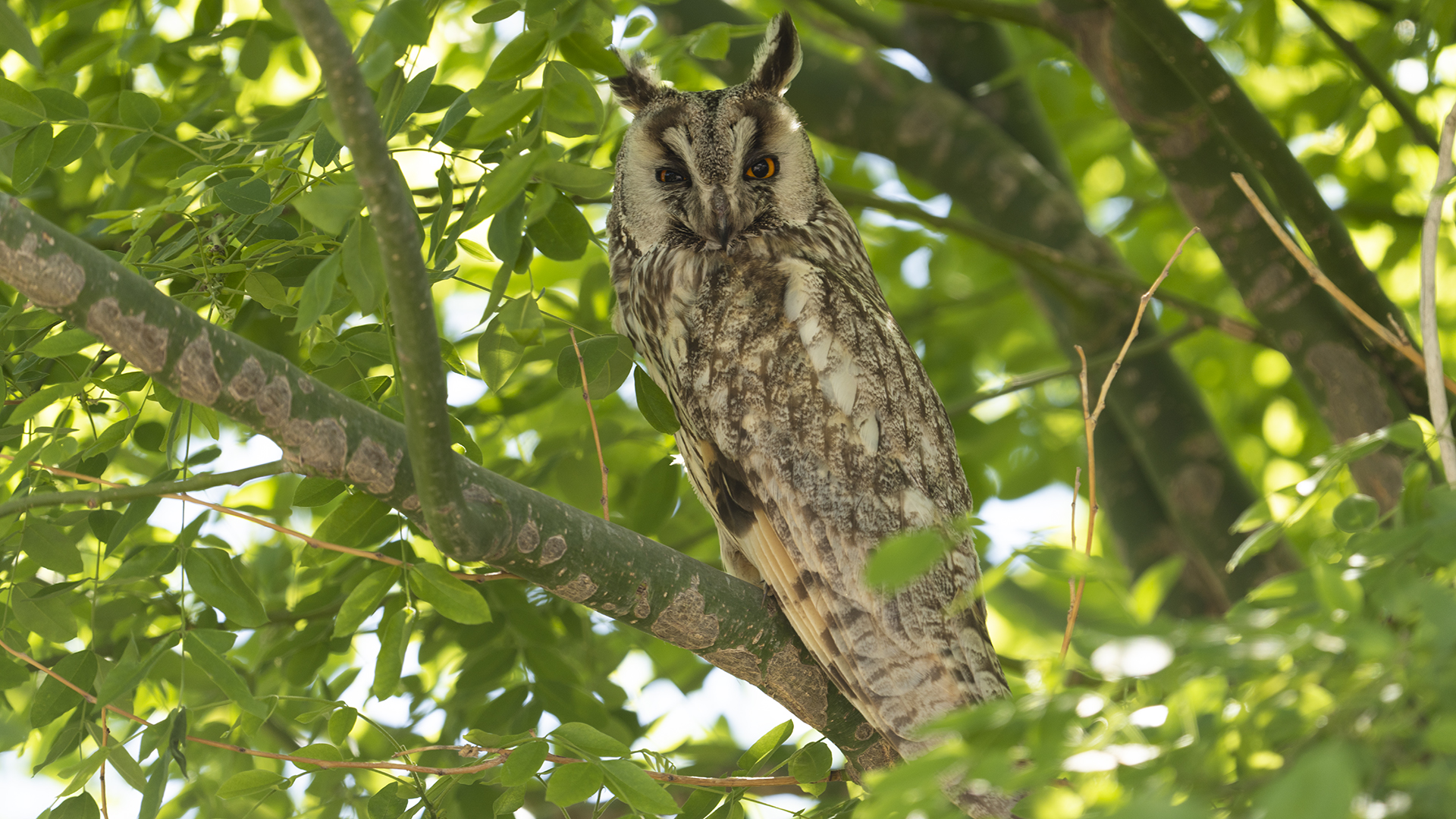 Long-eared Owl